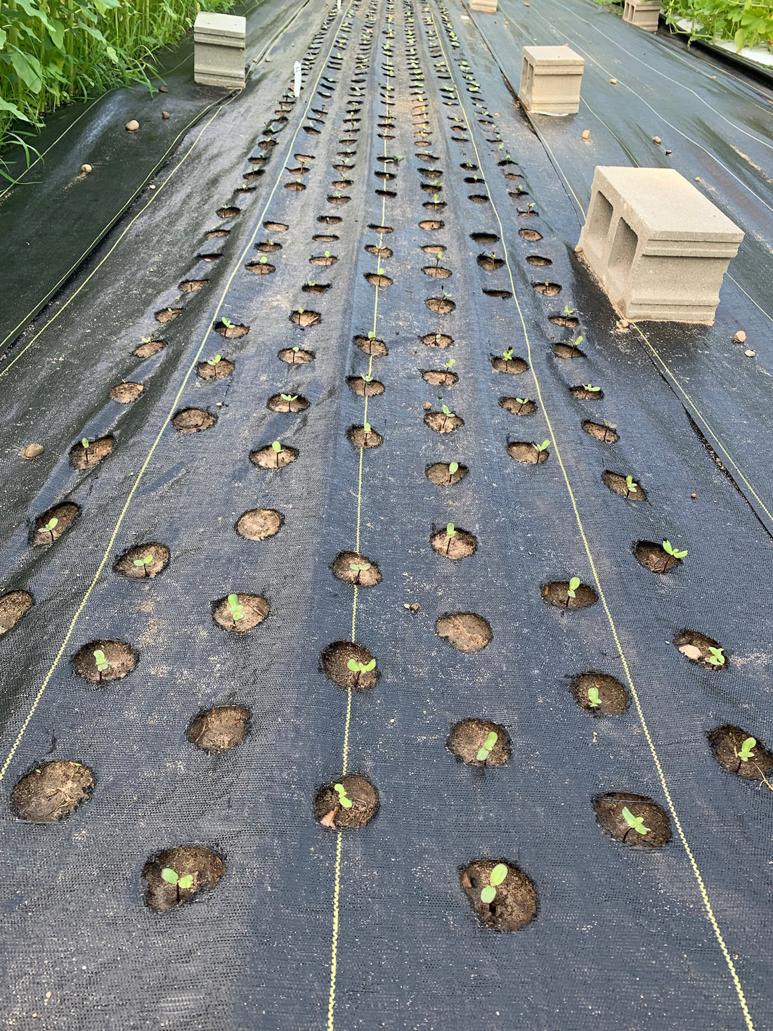 Planting Your Flower Garden