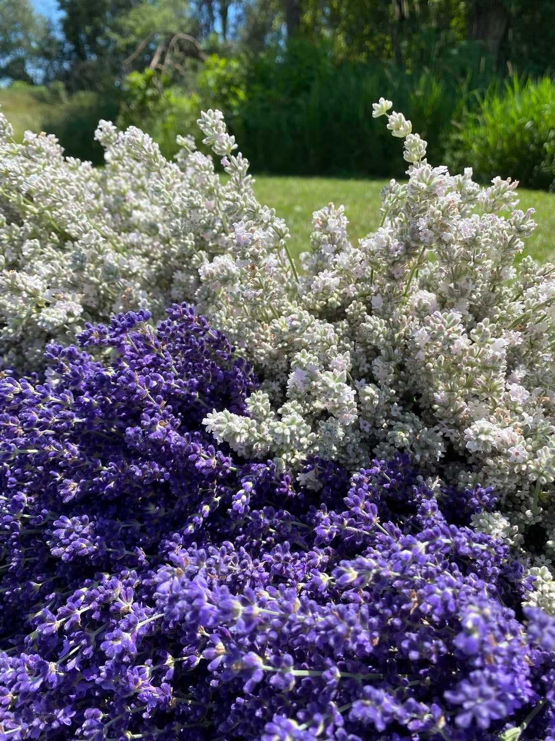 Starting Your Lavender Patch