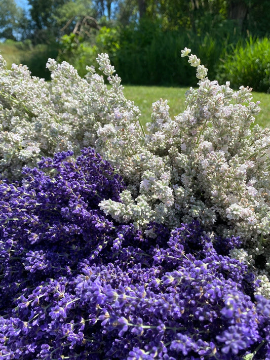 Starting Your Lavender Patch